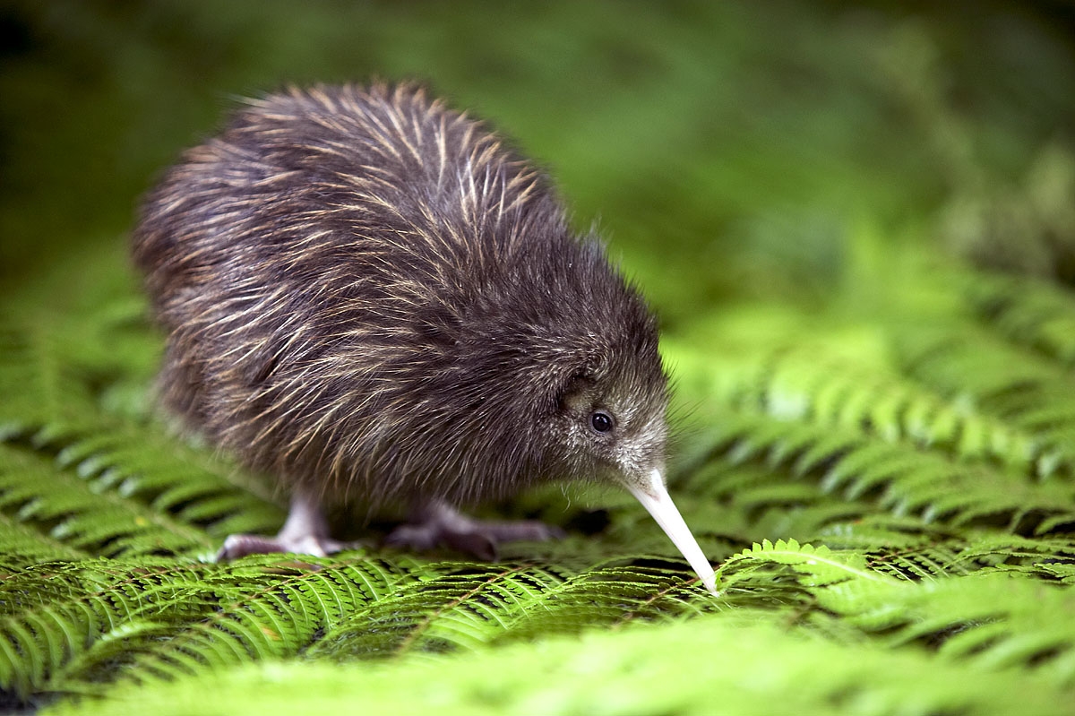 08Kiwi2