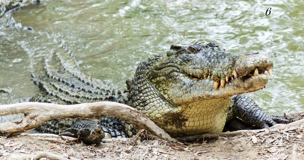 6.Crocodilul de apa sarata