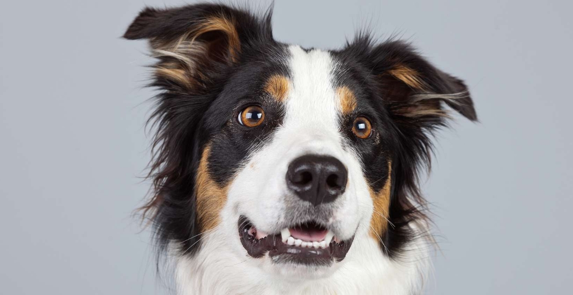 Inteligenta cainilor locul 1 Border Collie