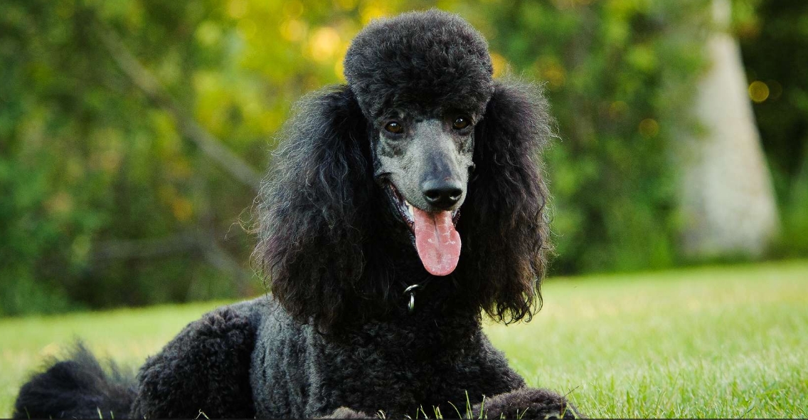 Inteligenta cainilor locul 2 Caniche Poodle