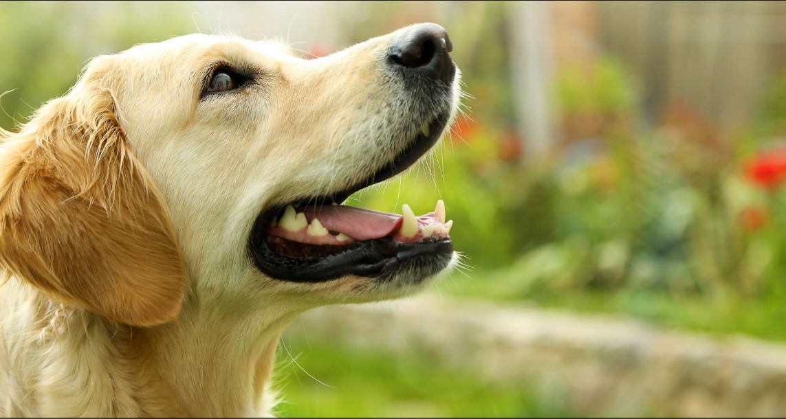 Inteligenta cainilor locul 4 Golden retriever