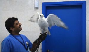 Abu-Dhabi-Falcon-Hospital_2