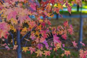 IMG-20241101-WA0024_original