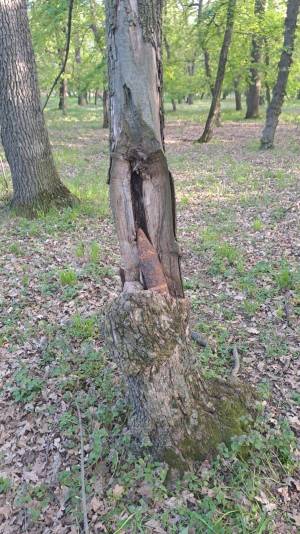 IMG-20250420-WA0005_original