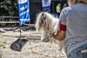 IMG_1540_2_original