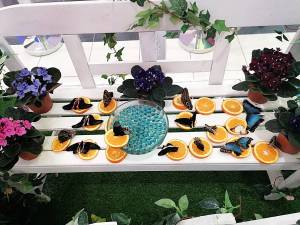 Shopping_City_Galati_Expo_fluturi_original
