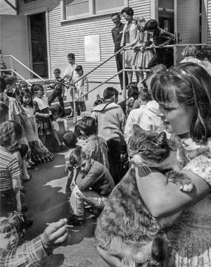 celebra_pisica_ROOM_8_2_original