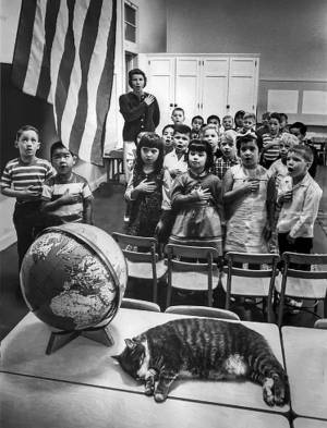 celebra_pisica_ROOM_8_original