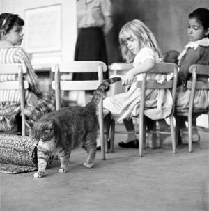 room_8_cat_5_original