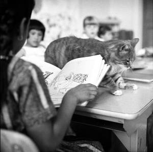 room_8_cat_6_original