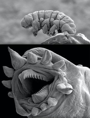 tardigrade_3_copy_1