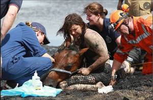 tragedia_unui_cal_in_australia_1_original