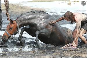 tragedia_unui_cal_in_australia_2_original