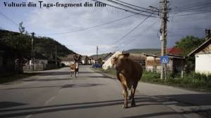 vulturii_din_taga_film_4_original