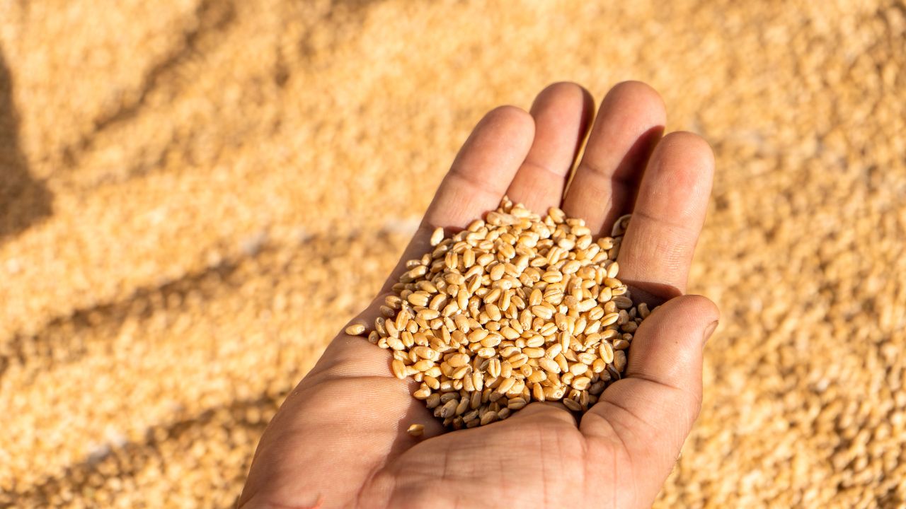 APIA: Producătorii agricoli de cereale pot depune cereri de finanţare până pe 11 mai