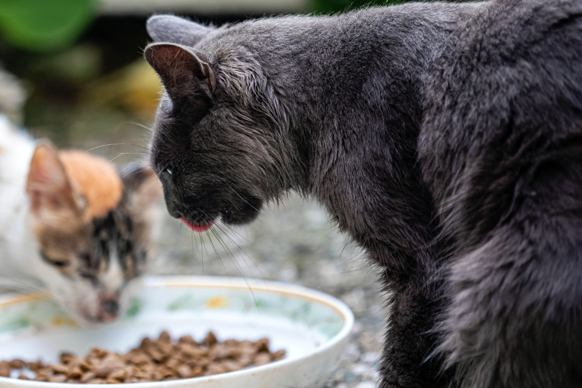 Importanţa taurinei în dieta animalelor de companie