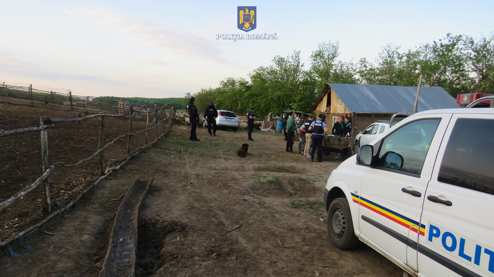 Percheziţii de proporţii la Galaţi: Sute de oi şi miei furate din stâne din judeţ (FOTO/VIDEO)