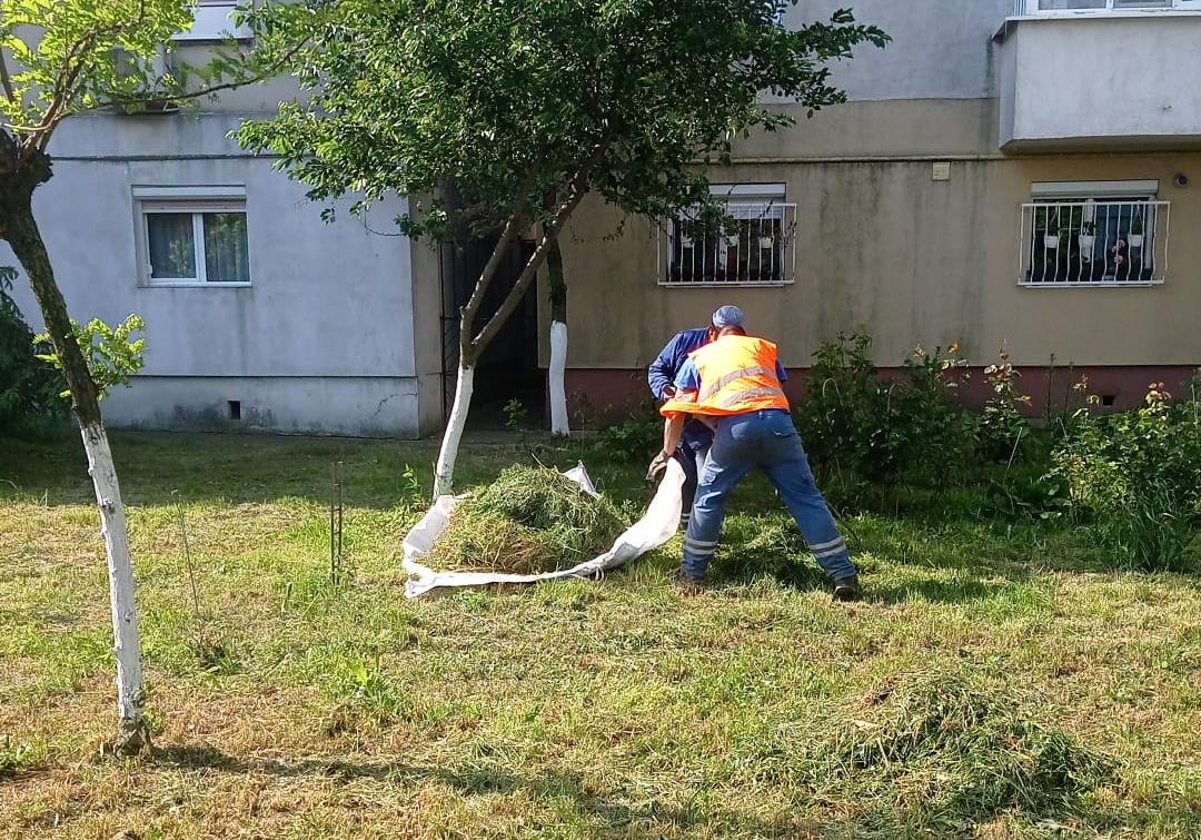 Continuă cositul ierbii în diferite zone ale oraşului (PROGRAM)