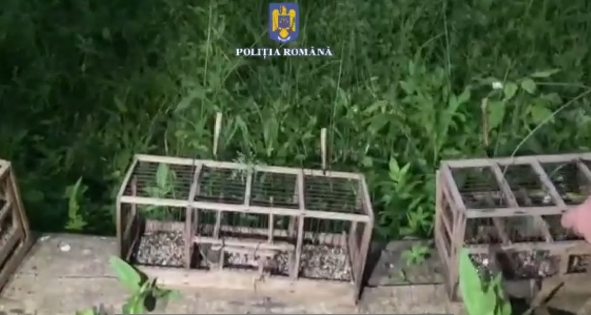 VIDEO: Sticleţi salvaţi din cuştile braconierilor de poliţiştii din Galaţi