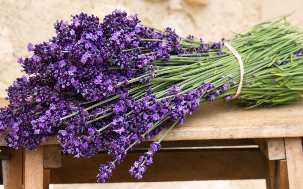 Lavanda Fest - Galaţi 2023, regal de aromă şi culoare pe faleza inferioară a Dunării