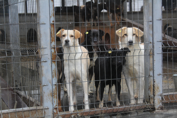 SALVEAZĂ O VIAŢĂ! Adoptă un prieten de nădejde din padocul Ecosal
