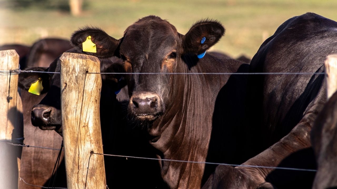 APIA primeşte până la 31 iulie cereri iniţiale anuale de solicitare a ajutorului de stat în sectorul creşterii animalelor