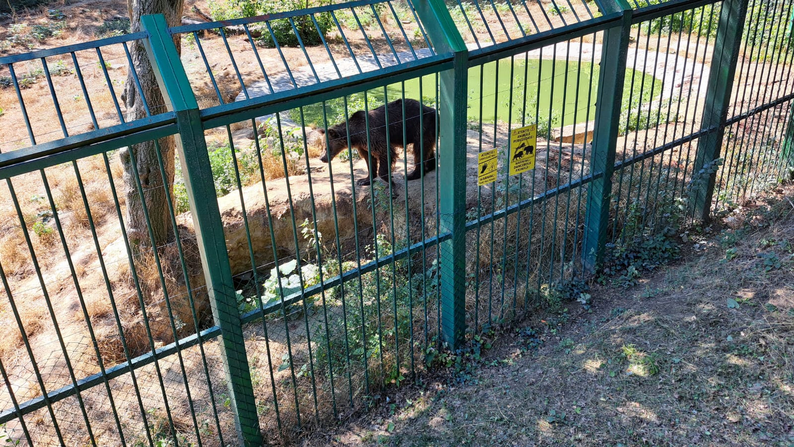 Urşii de la ZOO Galaţi răcoriţi cu îngheţată din belşug pe timp de caniculă - GALERIE FOTO