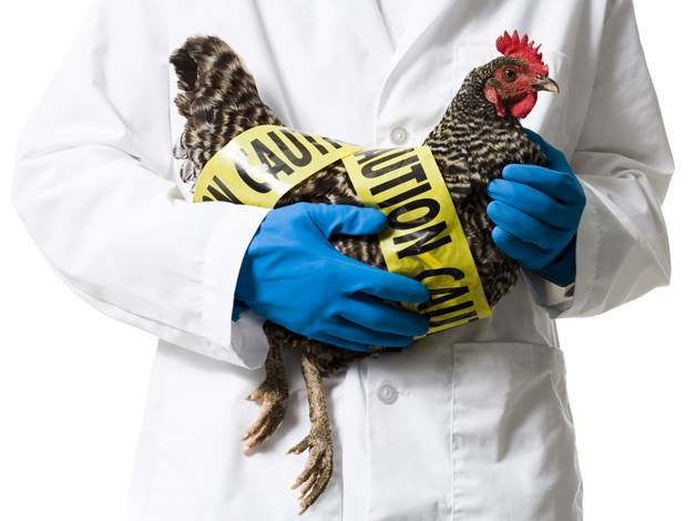 Îngrijorări: Gripa aviară s-ar transmite la oameni mult mai uşor