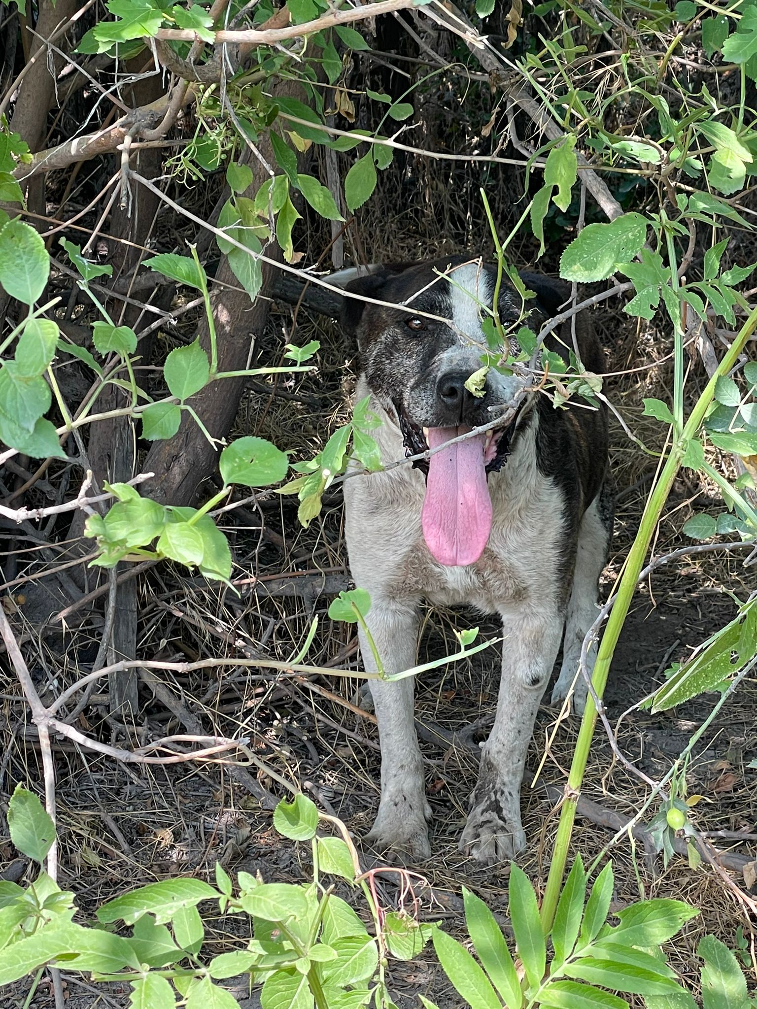 Galați: Amstaff abandonat la marginea orașului. Câinele era legat cu o sârmă de un copac (FOTO)