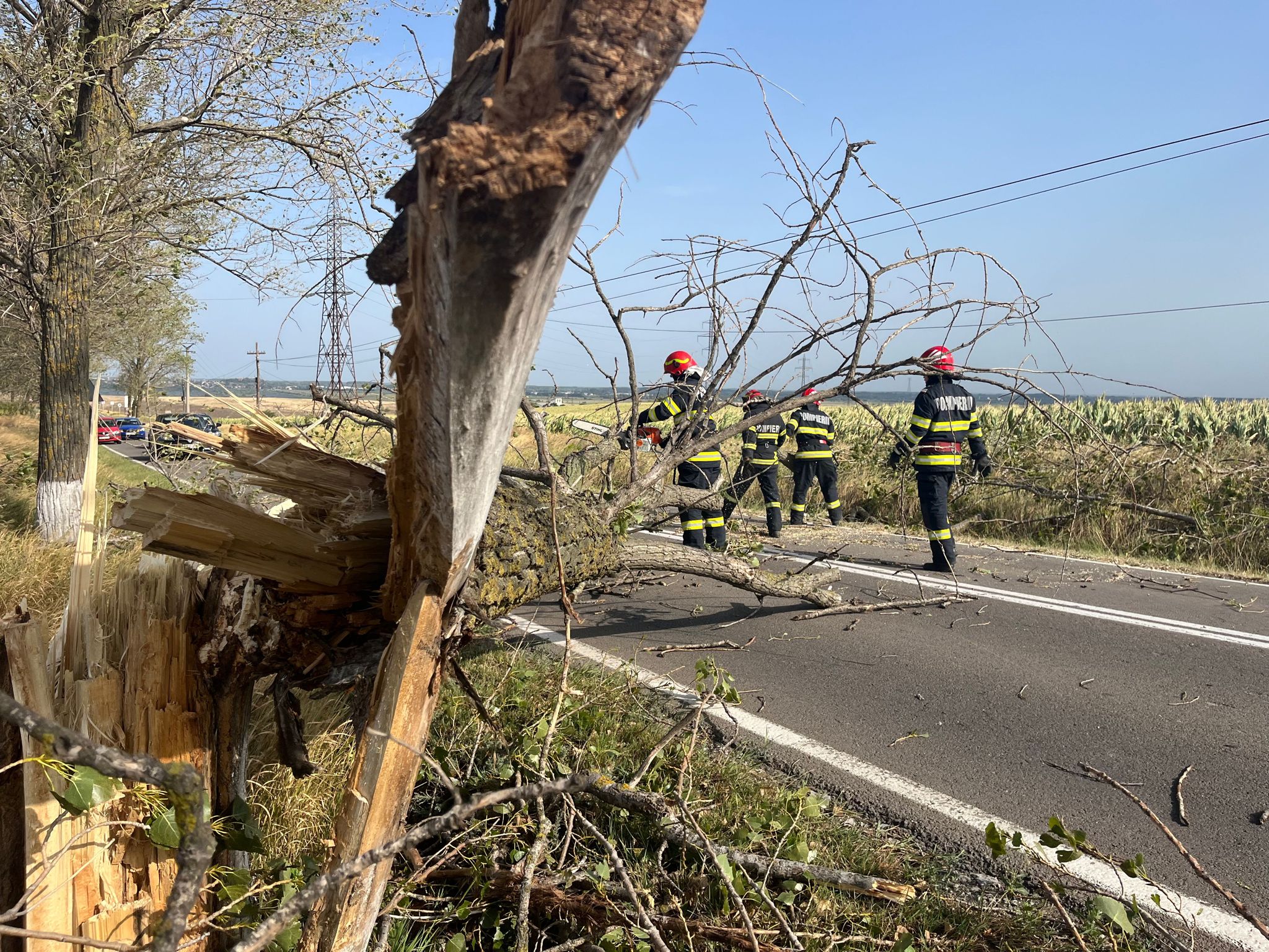 COD GALBEN de vânt puternic la Tulcea. Mai mulți copaci doborâţi de rafale (FOTO/VIDEO)