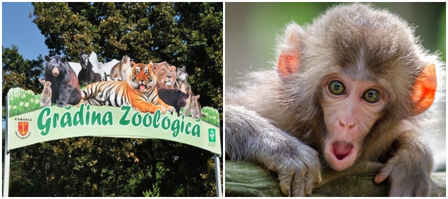 Investiţii la Zoo Galaţi: instalaţie termică nouă pentru adăposturile maimuţelor
