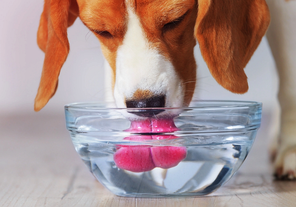 De câtă apă are nevoie un câine?