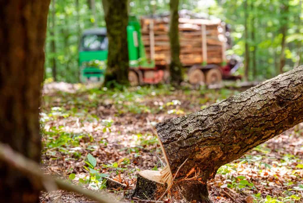 În Carpaţii din România şi Polonia se duce o luptă pentru protejarea pădurilor de defrişările ilegale