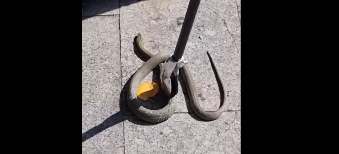 Panică la Spicul! Un şarpe mare a apărut printre copiii aflaţi la joacă (VIDEO)