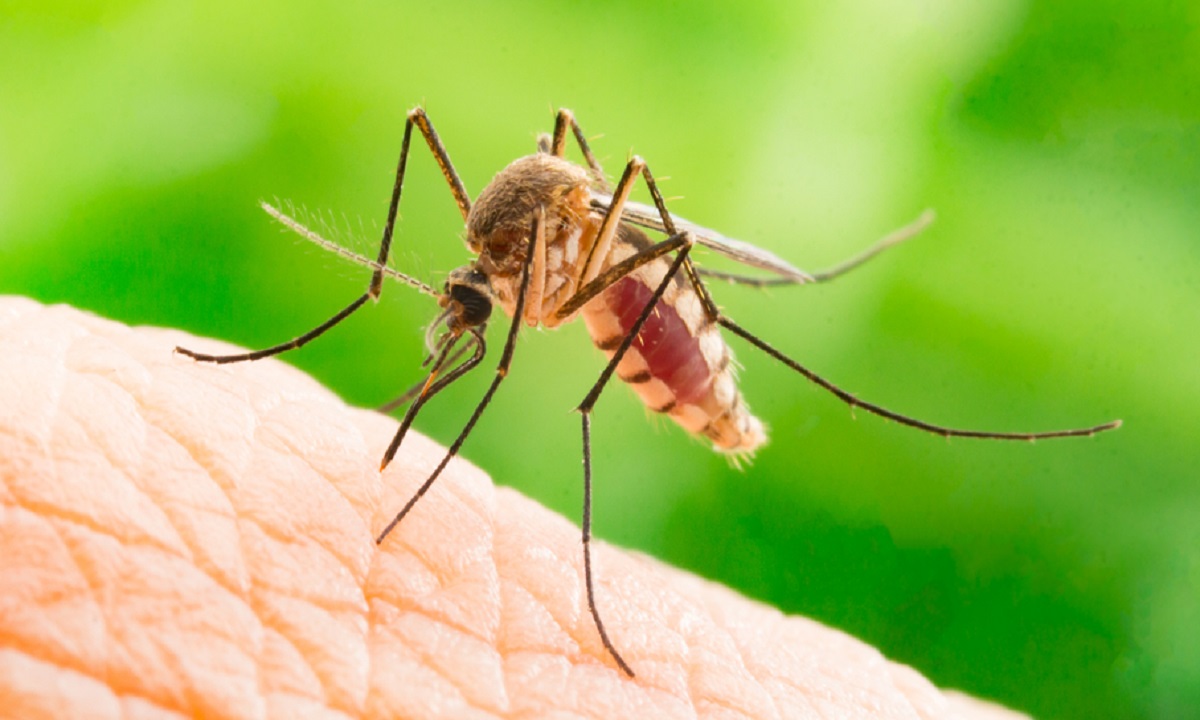 A fost confirmat primul caz de infectare cu virus West Nile în judeţul Galaţi
