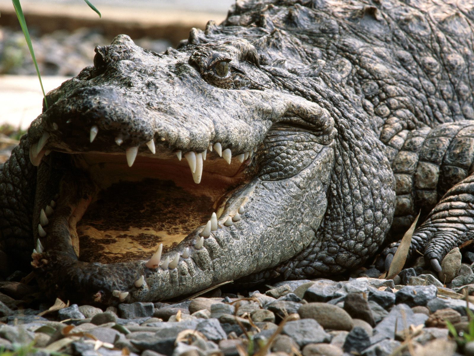 Crocodilii sunt capabili să detecteze suferinţa în plânsul bebeluşilor