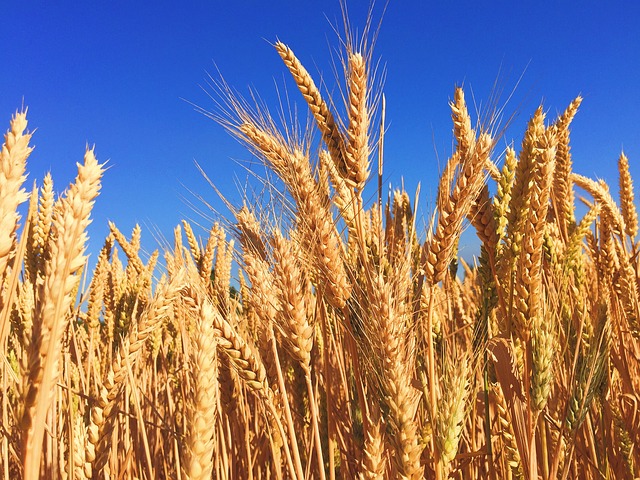 Ministrul Agriculturii: Este un an agricol bun; avem la grâu o medie de 5.000 kg/hectar