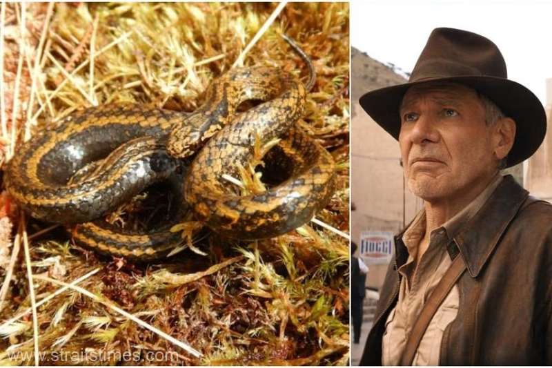 O nouă specie de şarpe descoperită în Peru, denumită după Harrison Ford