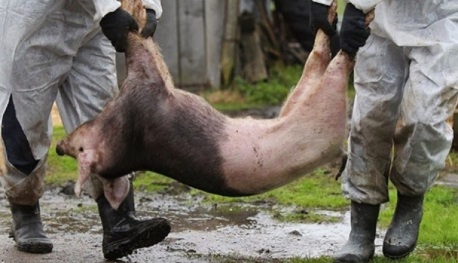 Focare de pestă porcină la Brăila! 3.000 de porci ucişi