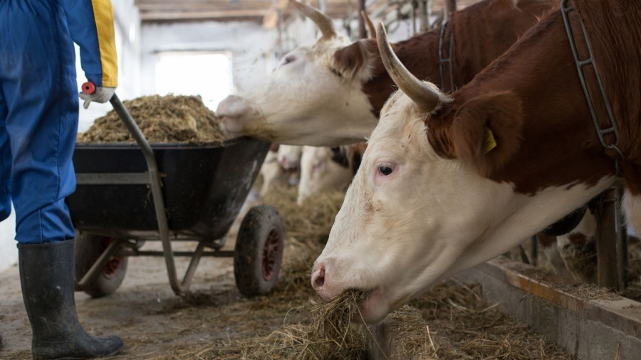 APIA: Sprijin financiar de peste 83 de milioane de lei pentru susţinerea activităţii crescătorilor de bovine