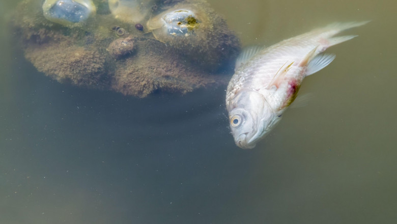 Peştele din Dunăre, un pericol pentru sănătate! Fluviul poartă 100 de tone de plastic anual (FOTO)