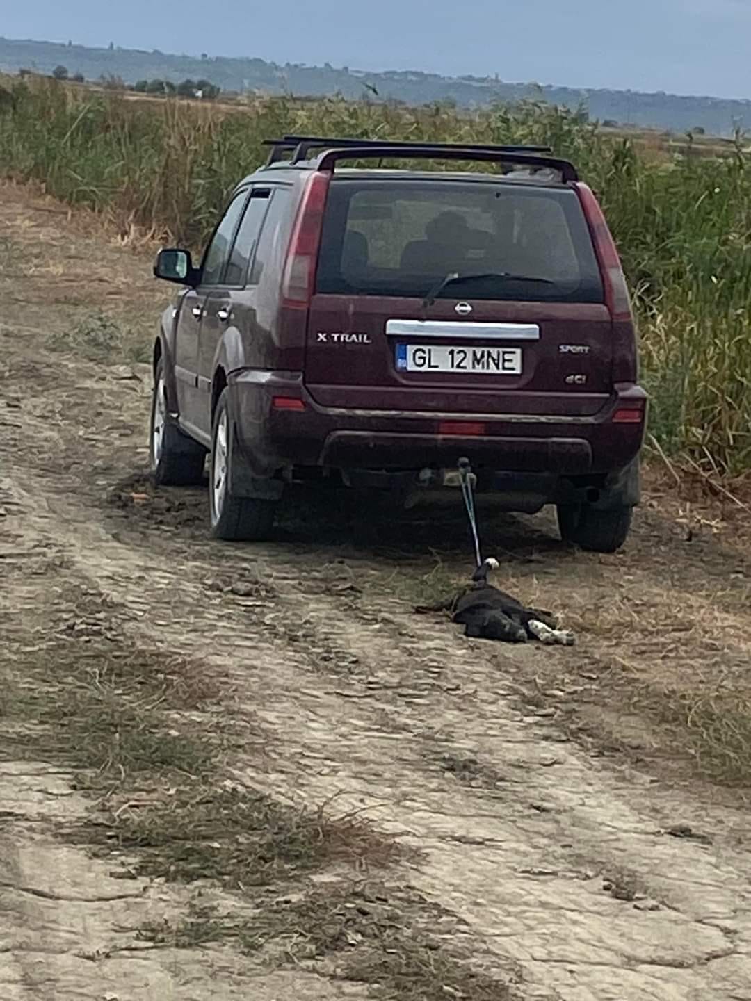 Cruzime de neimaginat, în Galaţi. Căţeluş legat şi târât de o maşină