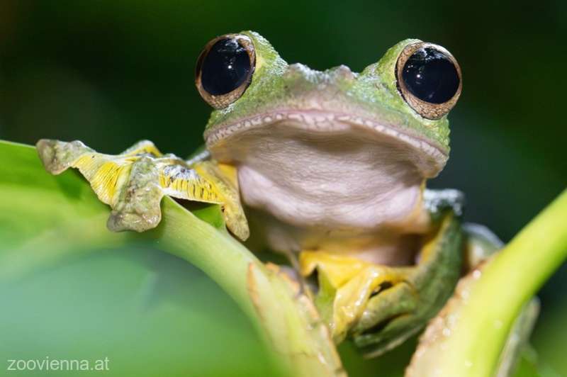 O specie de broască se camuflează imitând excremente pentru a scăpa de prădători