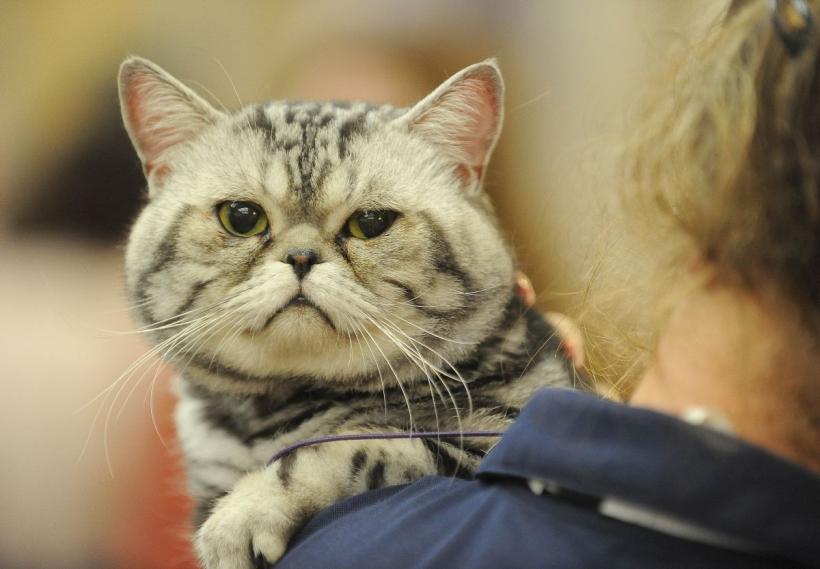 Se deschide Salonul Felin Internaţional SofistiCAT - ediţia de toamnă