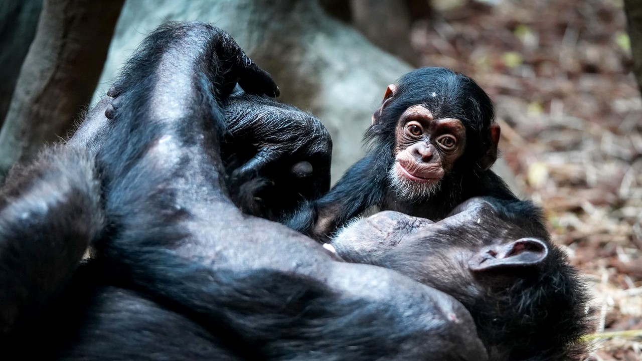 Menopauza, prezentă şi la femelele de cimpanzeu, au descoperit oamenii de ştiinţă