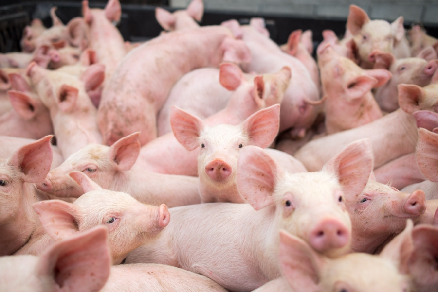 Ministrul Agriculturii: Porcii crescuţi în gospodării vor putea fi valorificaţi în perioada sărbătorilor de Crăciun
