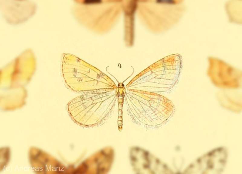 O specie de molie considerată dispărută, redescoperită de cercetători în Balcani
