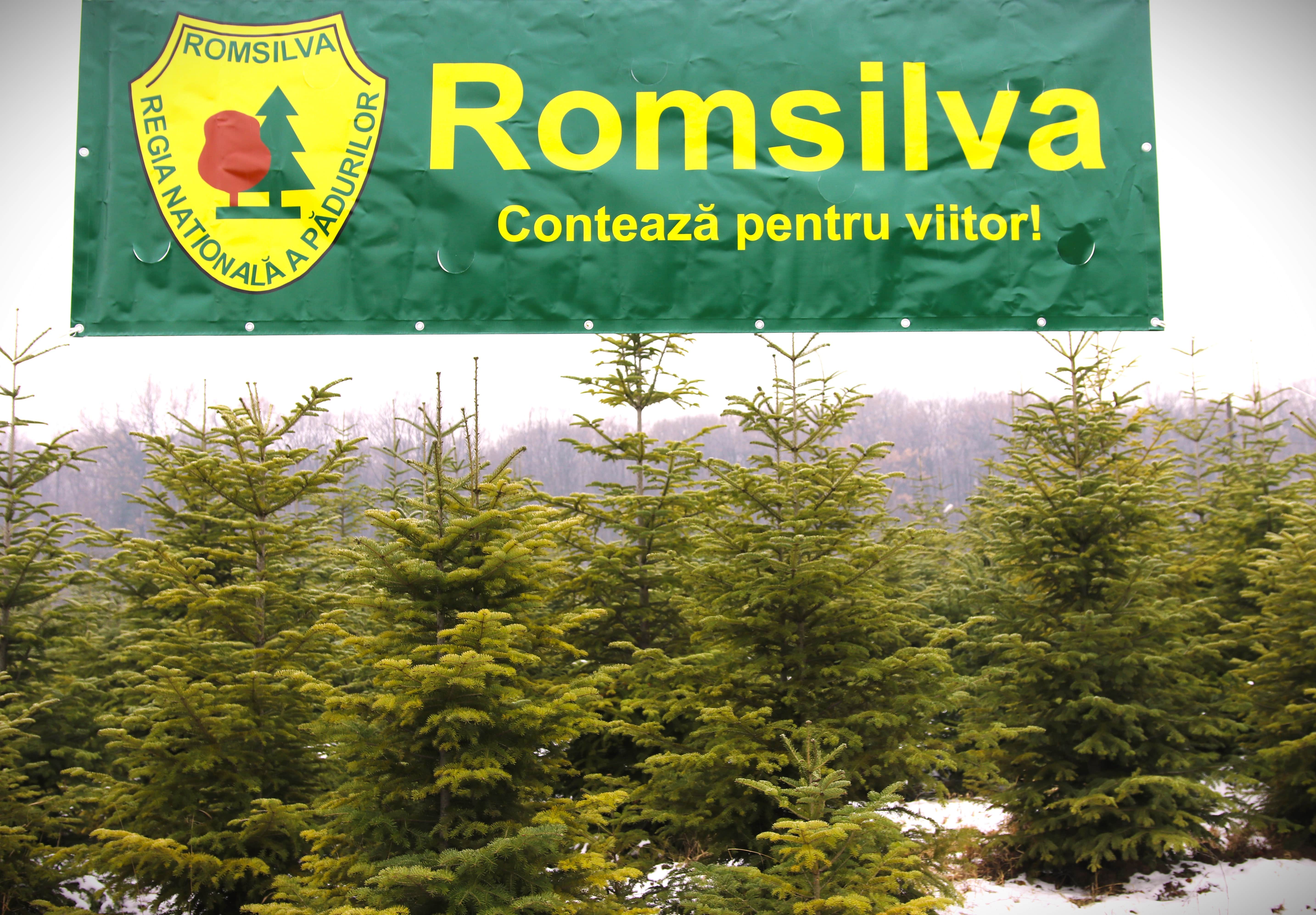 Romsilva pune la vânzare peste 20 de mii de pomi de Crăciun
