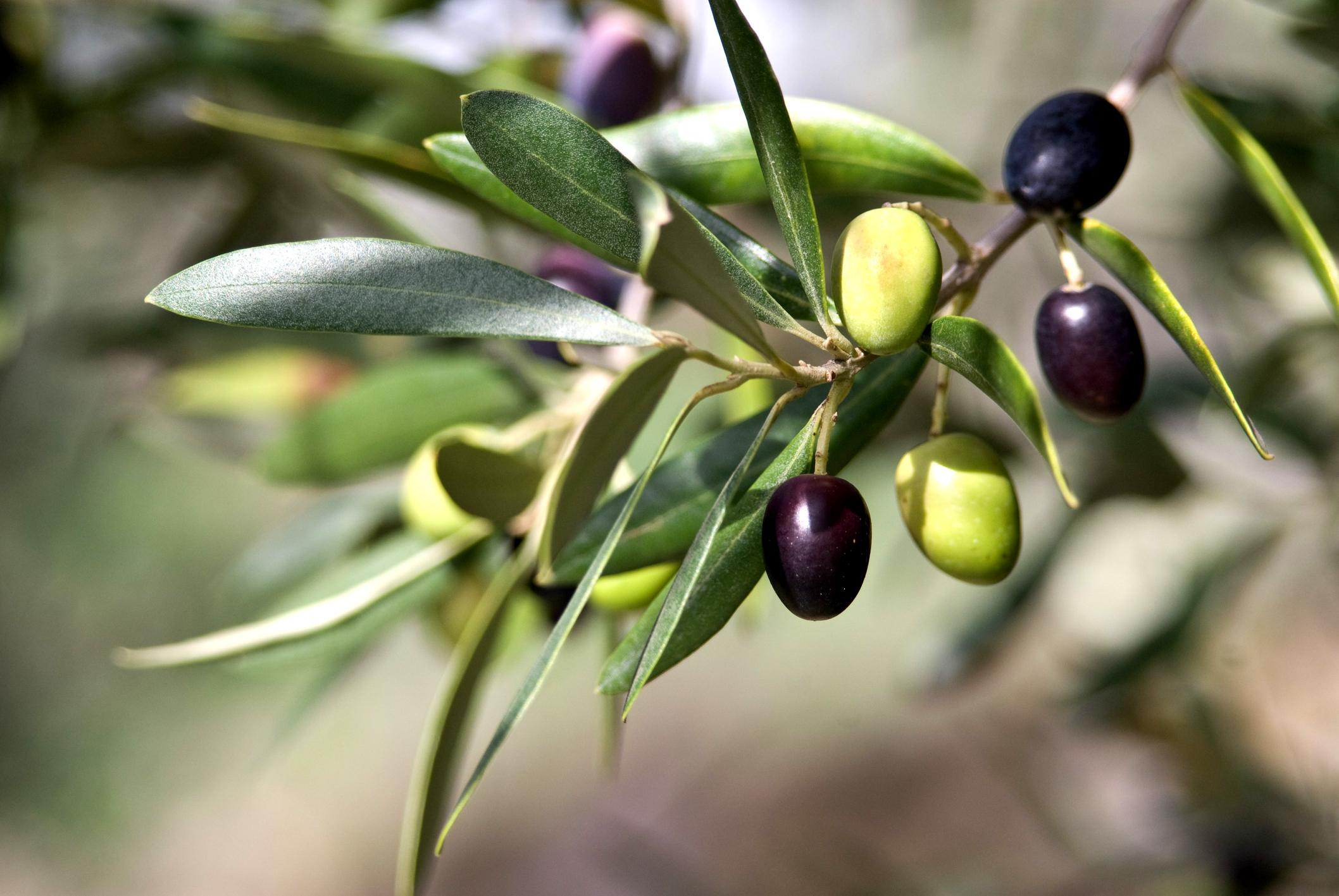 Dispariţia iernii afectează producţia de măsline în Grecia