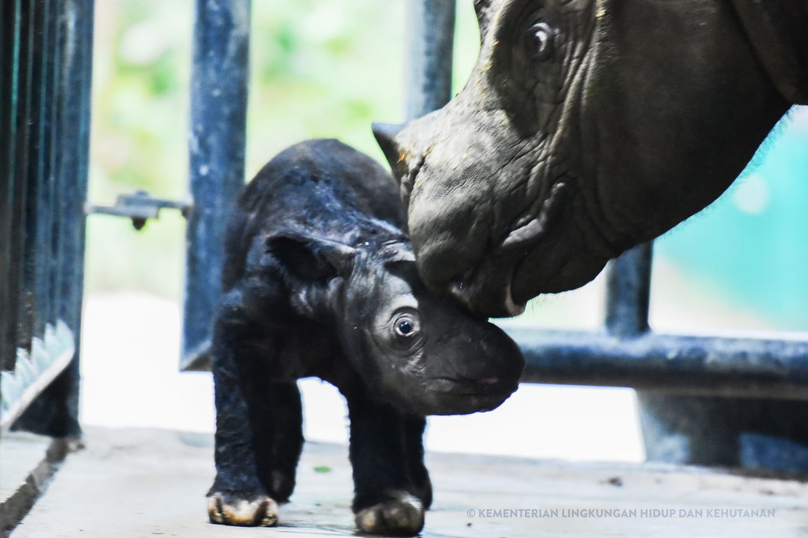 Un pui de rinocer de Sumatra s-a născut în Indonezia